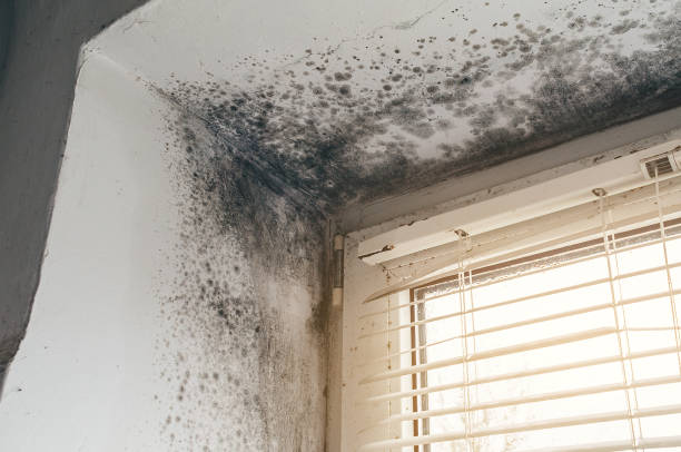 Affordable Black Mold Remediation solutions in Middlesex, NJ