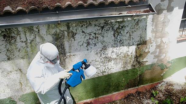 Top rated local Black Mold Remediation specialists in Middlesex, NJ